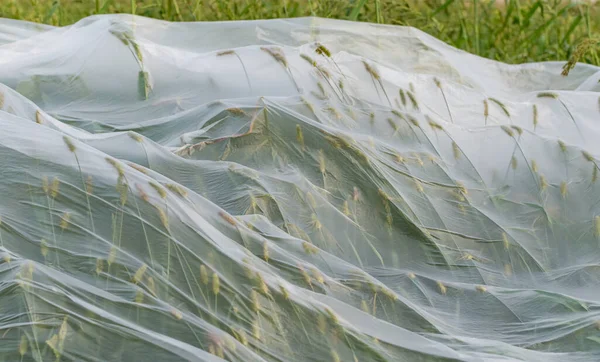 緑の植物は半透明のプラスチックフィルムで覆われています — ストック写真