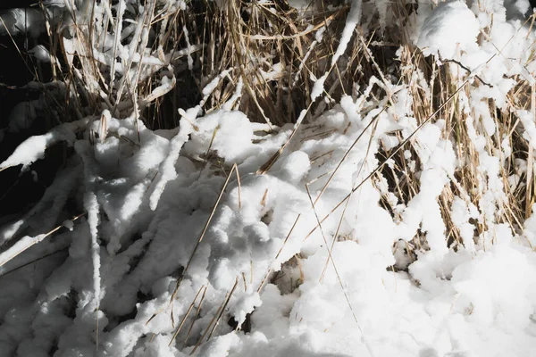 霜冻期间被雪覆盖的灌木丛 — 图库照片