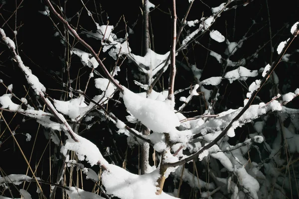 Met Sneeuw Bedekte Struiken Tijdens Vorst — Stockfoto