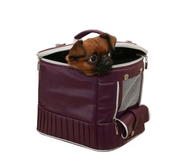 bir çanta taşıyan köpek