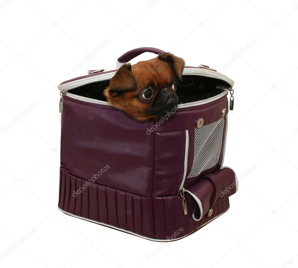doggie in a bag carrying