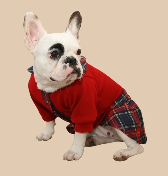 Bulldog francês em roupas — Fotografia de Stock