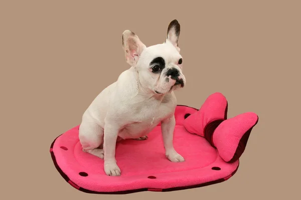 Bulldog francês em uma espreguiçadeira — Fotografia de Stock