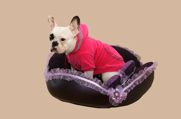 Bulldog francês em roupas em uma espreguiçadeira — Fotografia de Stock