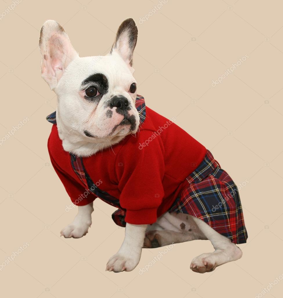 French Bulldog in clothes — Stock Photo © Serg+ 100343694