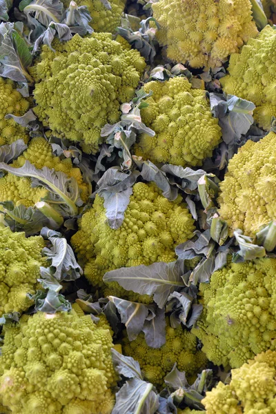 Romanesco Brokuły Kapusta — Zdjęcie stockowe