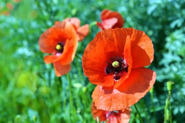 Yaz saati, çayır üzerinde haşhaş çiçekleri