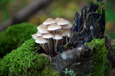 Güdük üzerinde sahte bal mantar mantar