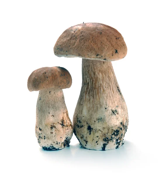 Champignons Ceps sur fond blanc — Photo