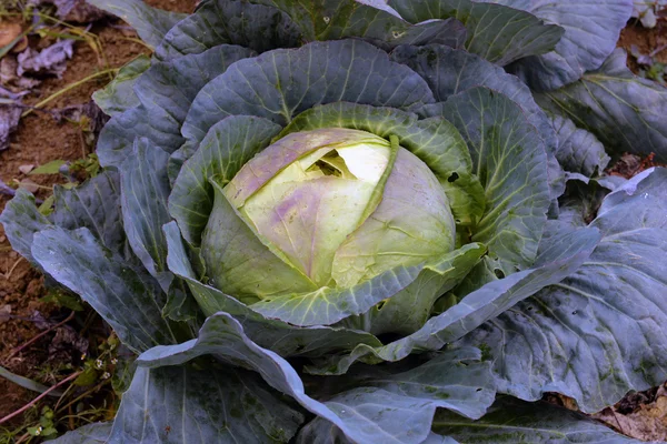 Ripe cabbage in the garden — Stock Photo, Image