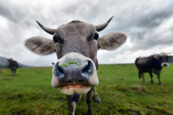 Muzzle cow in the meadow — Stock Photo, Image