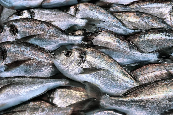 Vitrine des fruits de mer sur le marché de la mer — Photo