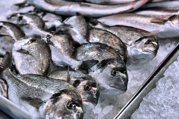Βιτρίνα των θαλασσινών στην αγορά θάλασσα — Φωτογραφία Αρχείου