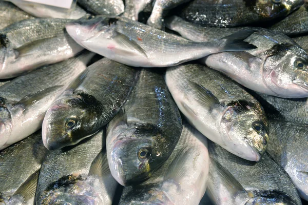 Showcase of seafood in the sea market — Stock Photo, Image