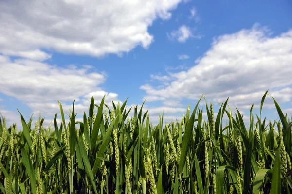 Grön vete på blå himmel bakgrund — Stockfoto