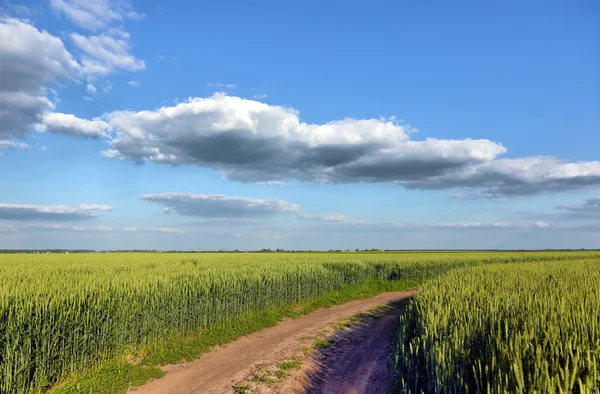 Zelená pšenice na pozadí modré oblohy — Stock fotografie