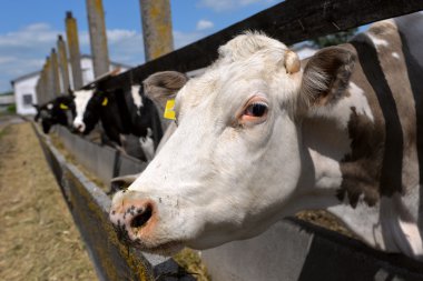 İnekler çiftlikte beslenir.