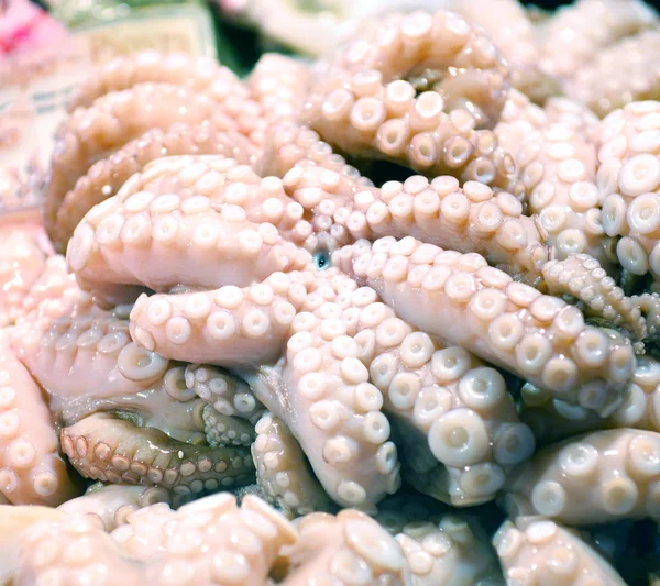 Octopus op display — Stockfoto