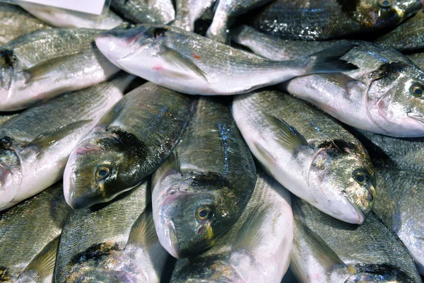 Escaparate de mariscos en el mercado marítimo — Foto de Stock