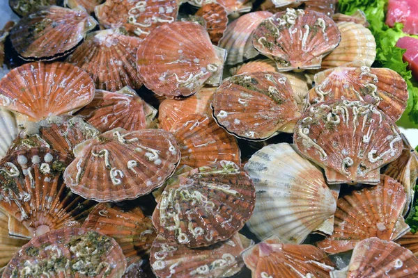 Scallops in the shell — Stock Photo, Image