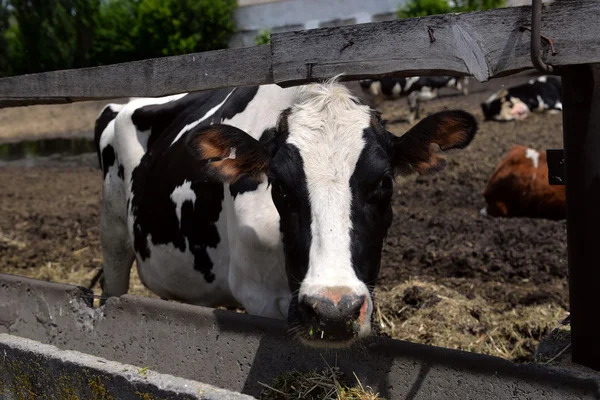 Vacas comen pienso en la granja — Foto de Stock