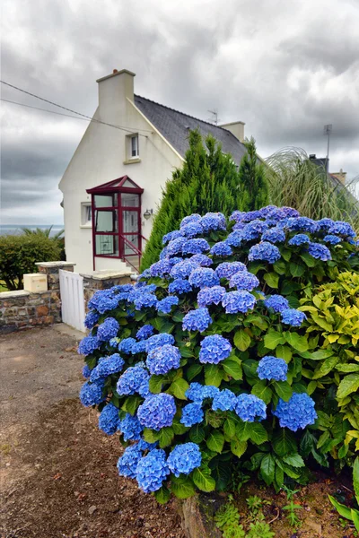 Flowers in a small village, Brittany, France — Stock Photo, Image