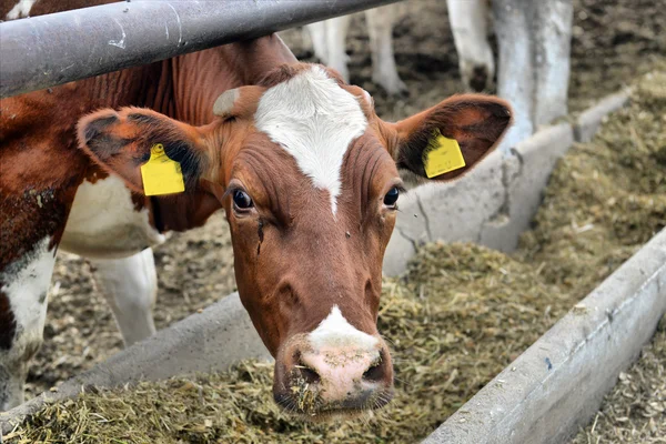 Les vaches mangent des aliments à la ferme — Photo