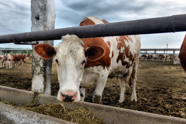 Vacas comem ração na fazenda — Fotografia de Stock