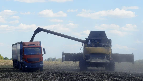 Harvester for harvesting sunflower crop — Stock Photo, Image