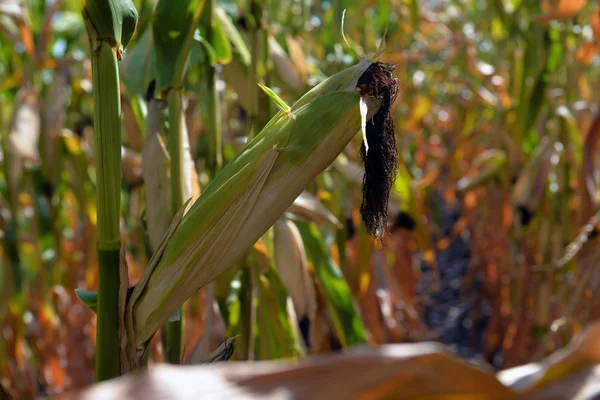 Dojrzała kukurydza na polu — Zdjęcie stockowe