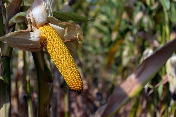 Mogen majs på fältet — Stockfoto