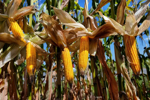 Ripe corn in the field — Stock Photo, Image