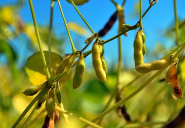 alanında olgun soya fasulyesi