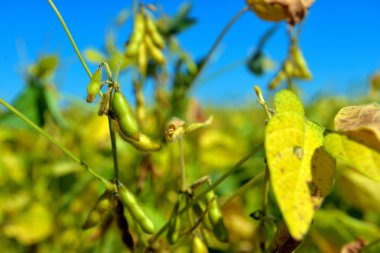 alanında olgun soya fasulyesi