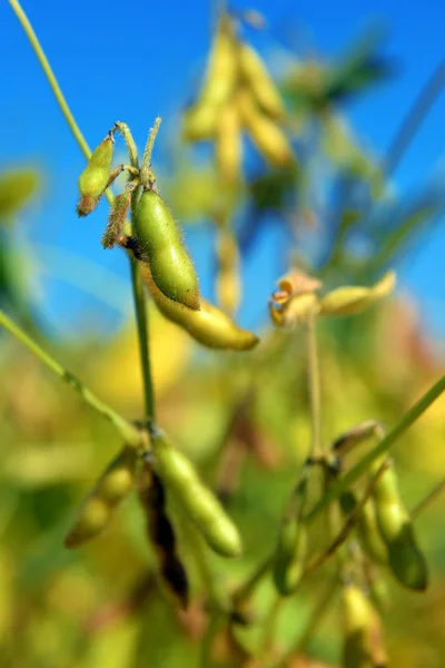 Dojrzałe nasiona soi w polu — Zdjęcie stockowe
