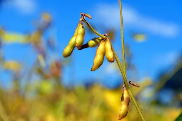 Soja madura en el campo — Foto de Stock