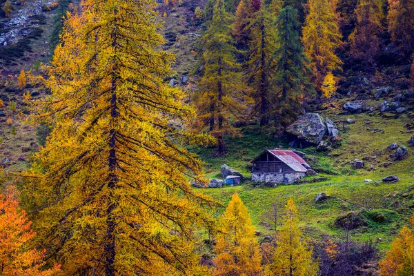 Splendido Paesaggio Alpino Autunnale Con Foresta Sequoie Colorate Bellissimi Larici — Foto Stock