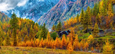 Renkli kızılağaç ormanları ve güzel sarı tarlalarıyla göz kamaştırıcı bir sonbahar manzarası..