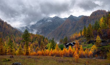 Renkli kızılağaç ormanları ve güzel sarı tarlalarıyla göz kamaştırıcı bir sonbahar manzarası..