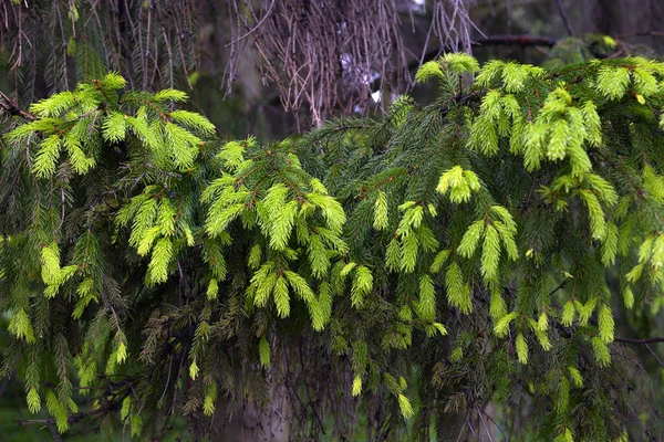 春に撮影されたトウヒの木の芽の新しい若い枝 環境保護と新しい生活の概念 水平マクロストックフォトイメージの背景 — ストック写真