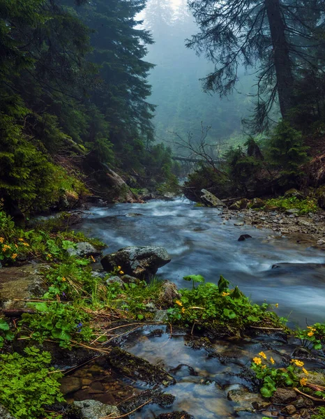 Quebradores Fluxo Rápido Entre Floresta Selvagem Nascer Sol Sob Topo — Fotografia de Stock