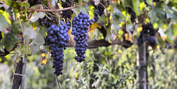 Uvas Merlot — Fotografia de Stock