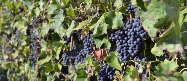 Merlot szőlő — Stock Fotó