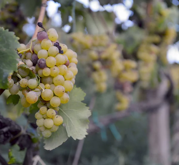 Uvas moscatel na videira — Fotografia de Stock