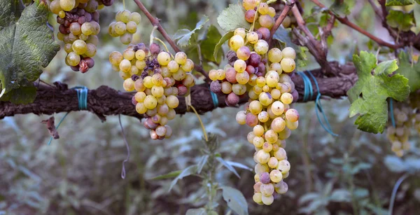 Uvas moscatel na videira — Fotografia de Stock