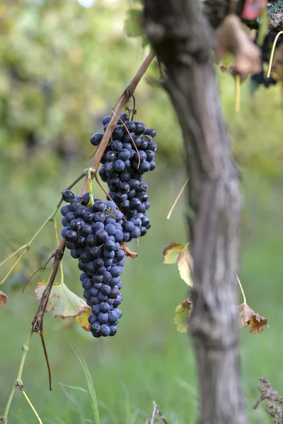 Виноград Мерло — стоковое фото