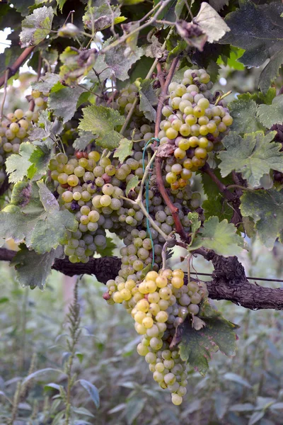 Muscat виноград на виноградной лозе — стоковое фото