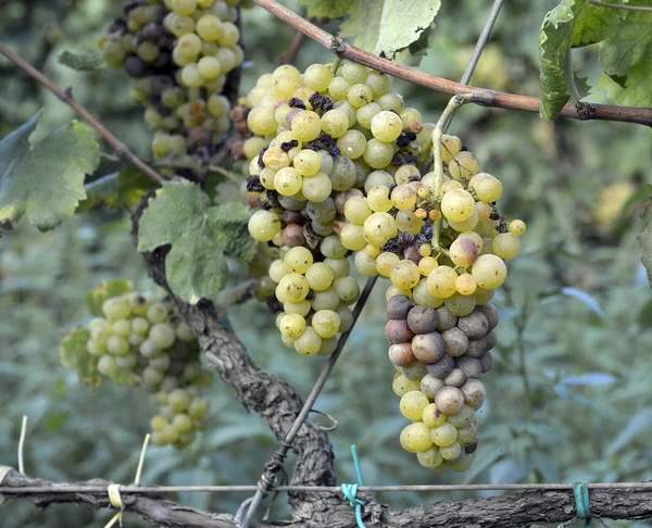 Uvas moscatel na videira — Fotografia de Stock