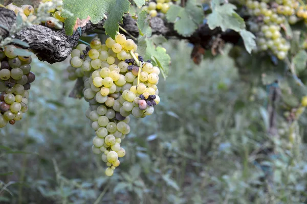 Uvas moscatel na videira — Fotografia de Stock