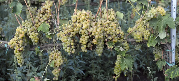 Uvas moscatel na videira — Fotografia de Stock